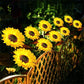 🔥 Hot sale 30% OFF🔥 Sunflower Solar Lights – Glowing Decor for Garden