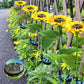🔥 Hot sale 30% OFF🔥 Sunflower Solar Lights – Glowing Decor for Garden