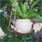 📢📢50% OFF !! ⏰💝Playful Round Planter