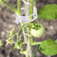 🔥Flash Sale  30% OFF🔥 Clips For Climbing Plants – Plastic tomato ties and plant fasteners
