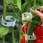 🔥Flash Sale  30% OFF🔥 Clips For Climbing Plants – Plastic tomato ties and plant fasteners