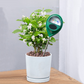 📢📢50% OFF !! ⏰Professional Soil Moisture Meter for Indoor & Outdoor Plants🌱💦