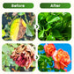 🔥 Hot sale 30% OFF🔥Solar Powered Automatic Drip Irrigation System