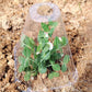 📢📢30% OFF !! ⏰20/30 PCS Clear Garden Cloche for Plants