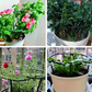 📢📢50% OFF !! ⏰Interlocking Planting Grow Rings