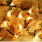 📢📢50% OFF !! ⏰Cute Bee Solar Lights
