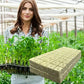 📢📢50% OFF !! ⏰Soilless Cultivation Seedlings