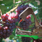📢📢40% OFF !! ⏰Universal Lightweight Durable Plant Vine Tying Machine
