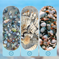 📢📢50% OFF !! ⏰Seashell Display Case with Acrylic Panel