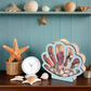 📢📢50% OFF !! ⏰Seashell Display Case with Acrylic Panel