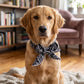 📢📢50% OFF !! ⏰Summer Pet Cooling Collar Wrap