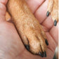📢📢50% OFF !! ⏰Wooden Pet Nail File with Replaceable Pads