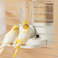 📢📢40% OFF !! ⏰2-in-1 Automatic Bird Feeder and Waterer for Cage