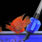 📢📢50% OFF !! ⏰Electric Suction Aquarium Water Changer Filter Cleaner