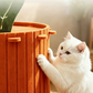 📢📢50% OFF !! ⏰Cozy Carrot Cat Cave