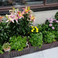 Multifunctional Vegetable Planting Box